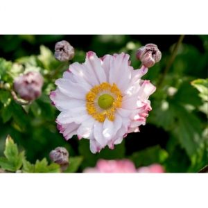 Plukė hibridinė (Anemone x hybrida) &#039;Garden Breeze Pink Touch&#039;